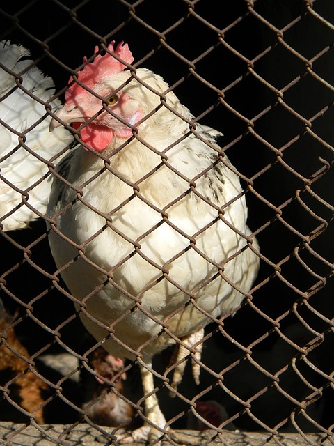 比賽用球品 比賽用球品